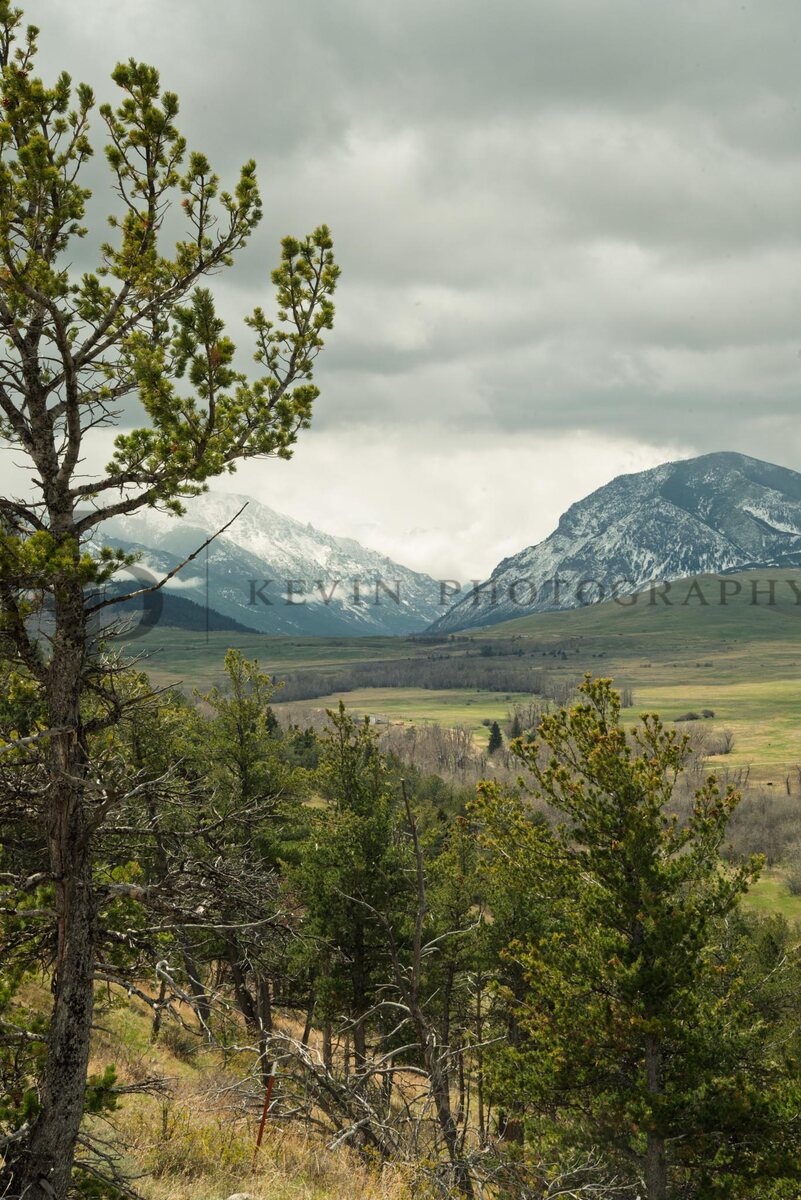 A pine tree framing a Montana valley with snowy mountains under a soft sky.