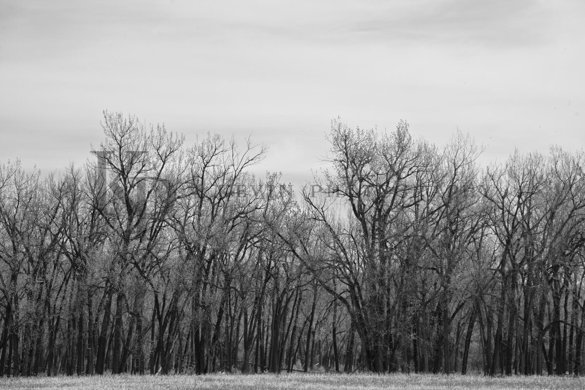 A black and white grove of cottonwoods rising against a pale sky.