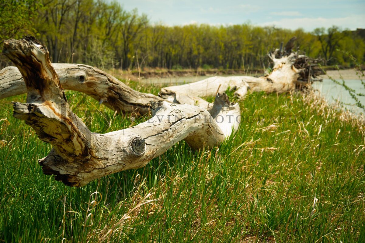 Weathered driftwood resting beside a grassy Montana riverbank.