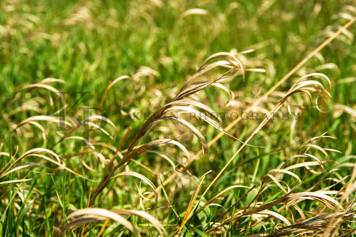 Close-up bent grass glowing in warm Montana light.