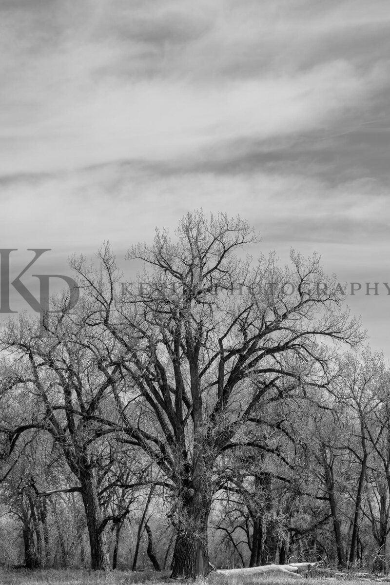 A black and white line of cottonwoods reaching into a winter sky.