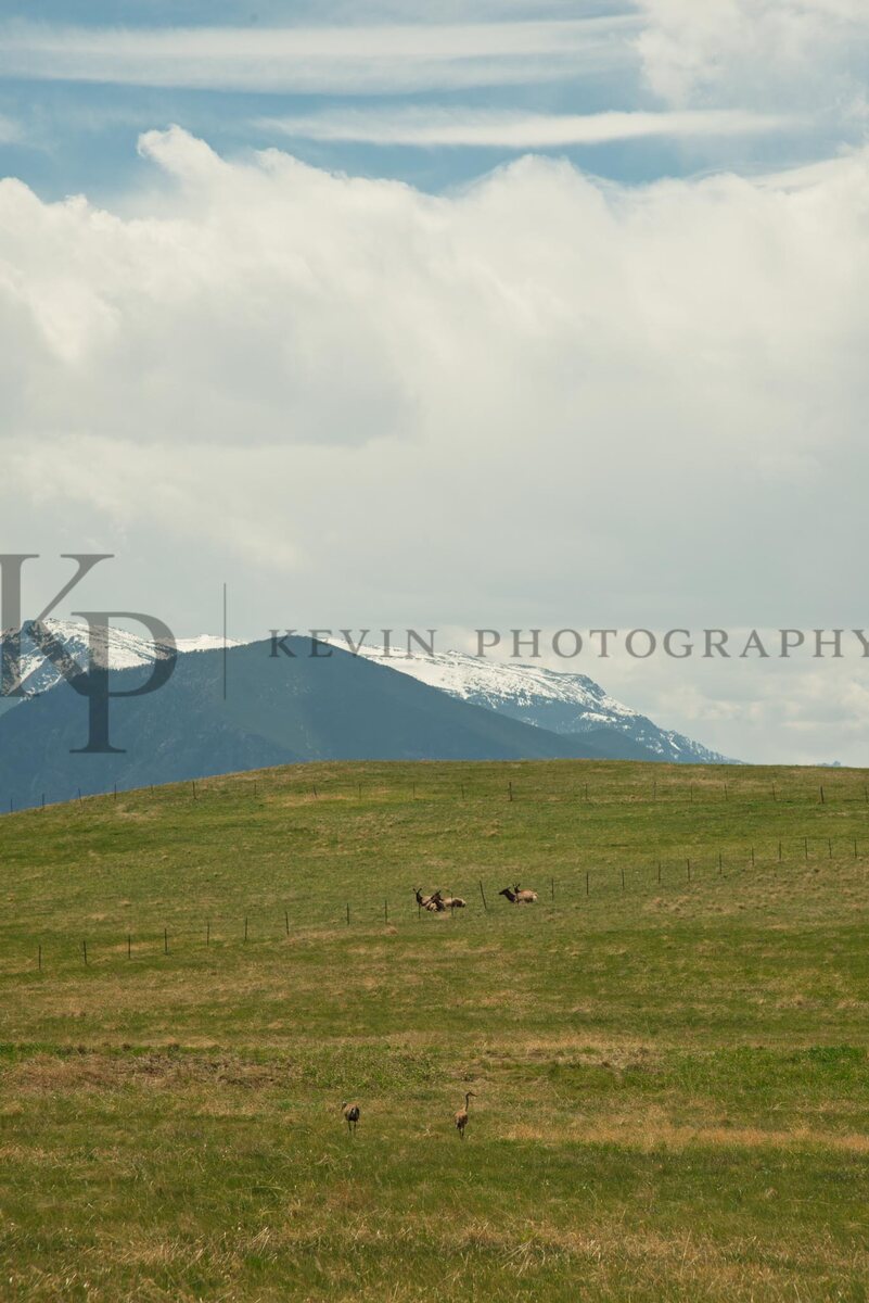 Elk standing in a mountain meadow below broad snowy peaks.
