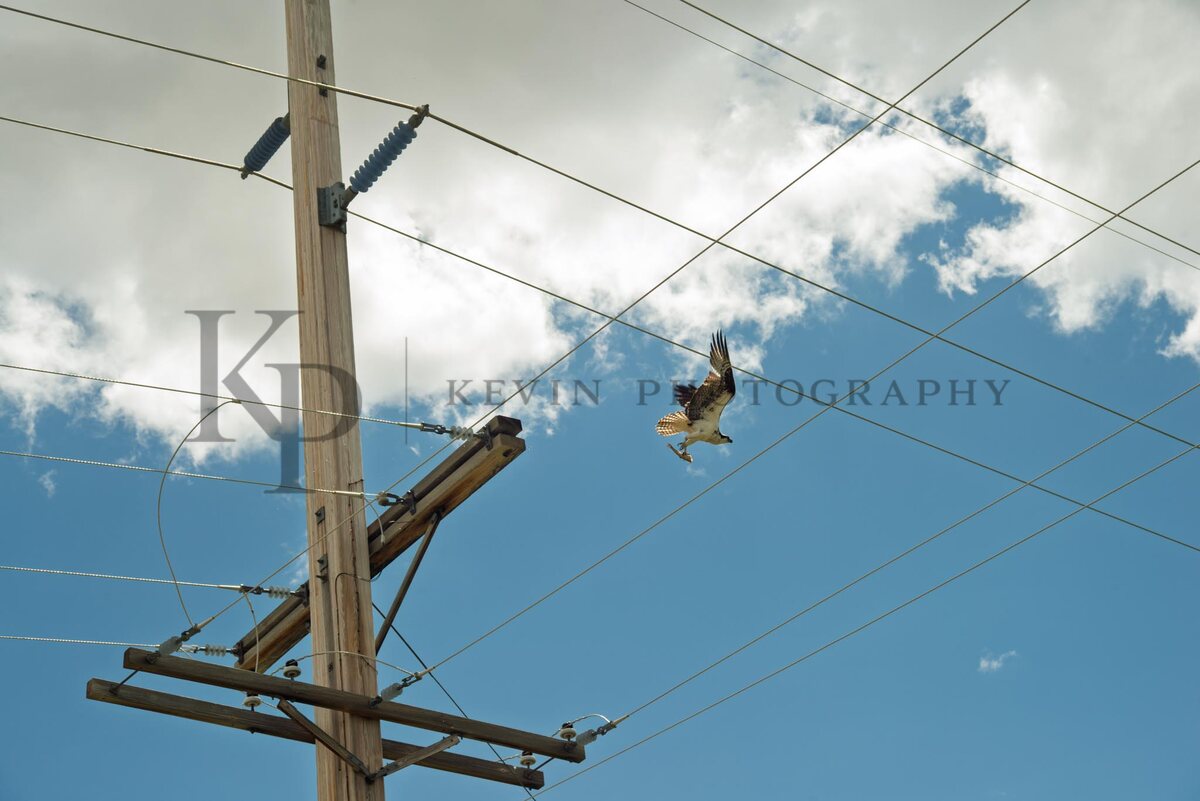 A hawk in flight beside powerlines beneath a bright blue sky.