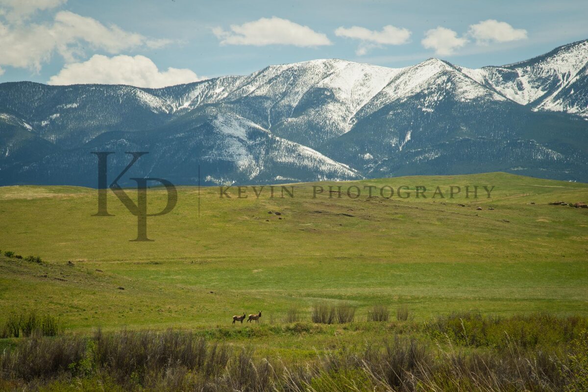A broad green meadow with elk beneath snow-covered mountains.