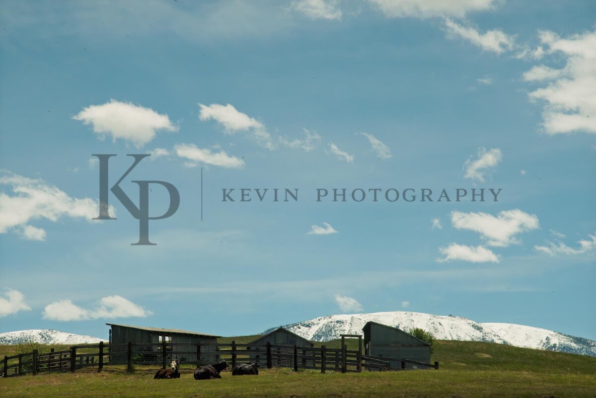 A ranch yard with cattle, barns, and snow-lined peaks in the distance.