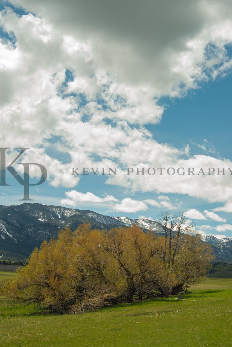 Cottonwoods beneath a towering cloudbreak with mountains in the distance.