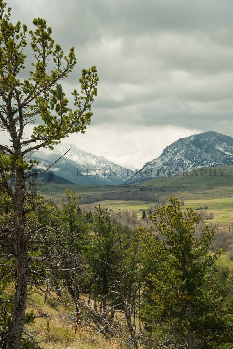 Pine framed valley in Montana