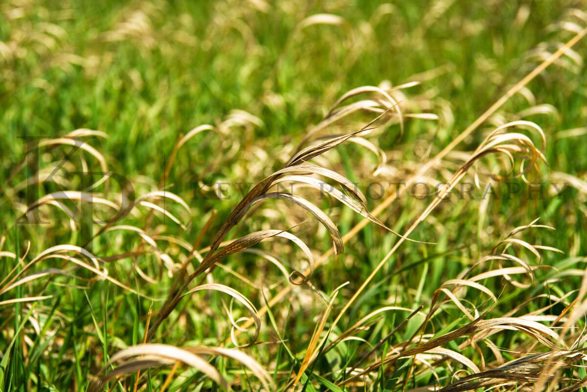 Close study of bent prairie grass