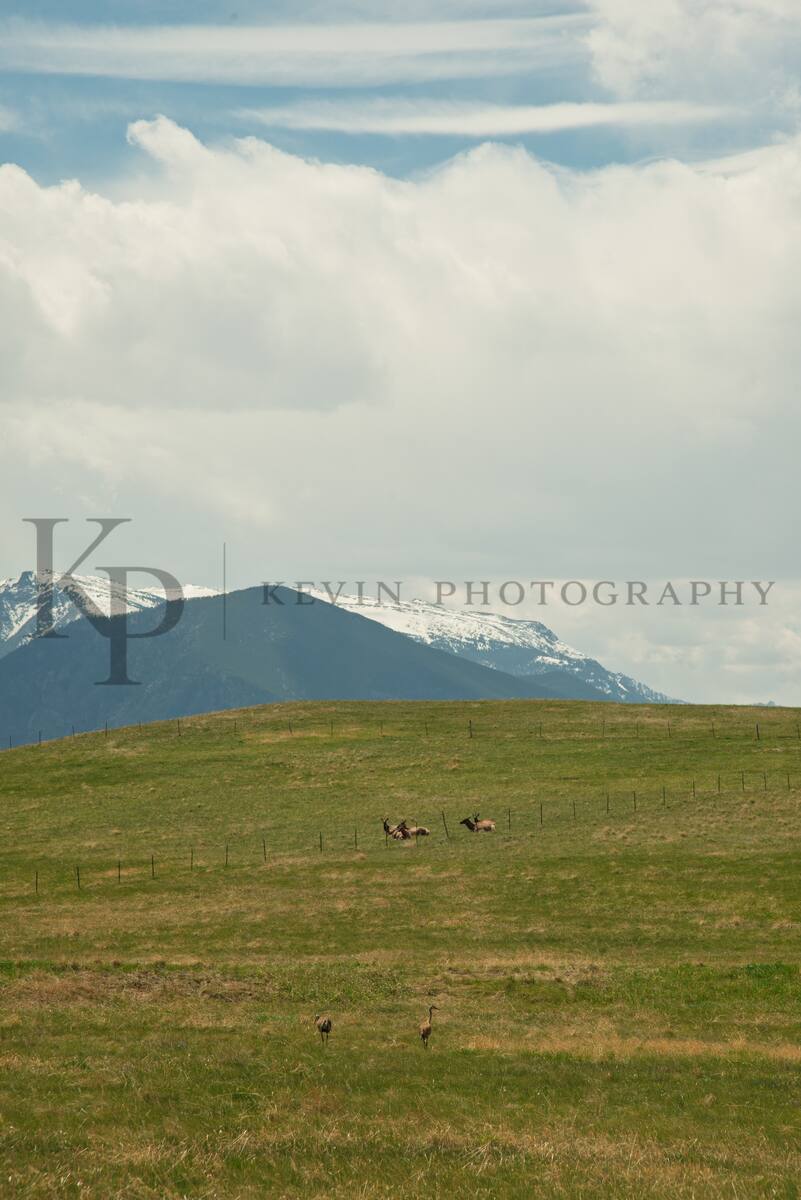 Resting elk near a mountain ridgeline