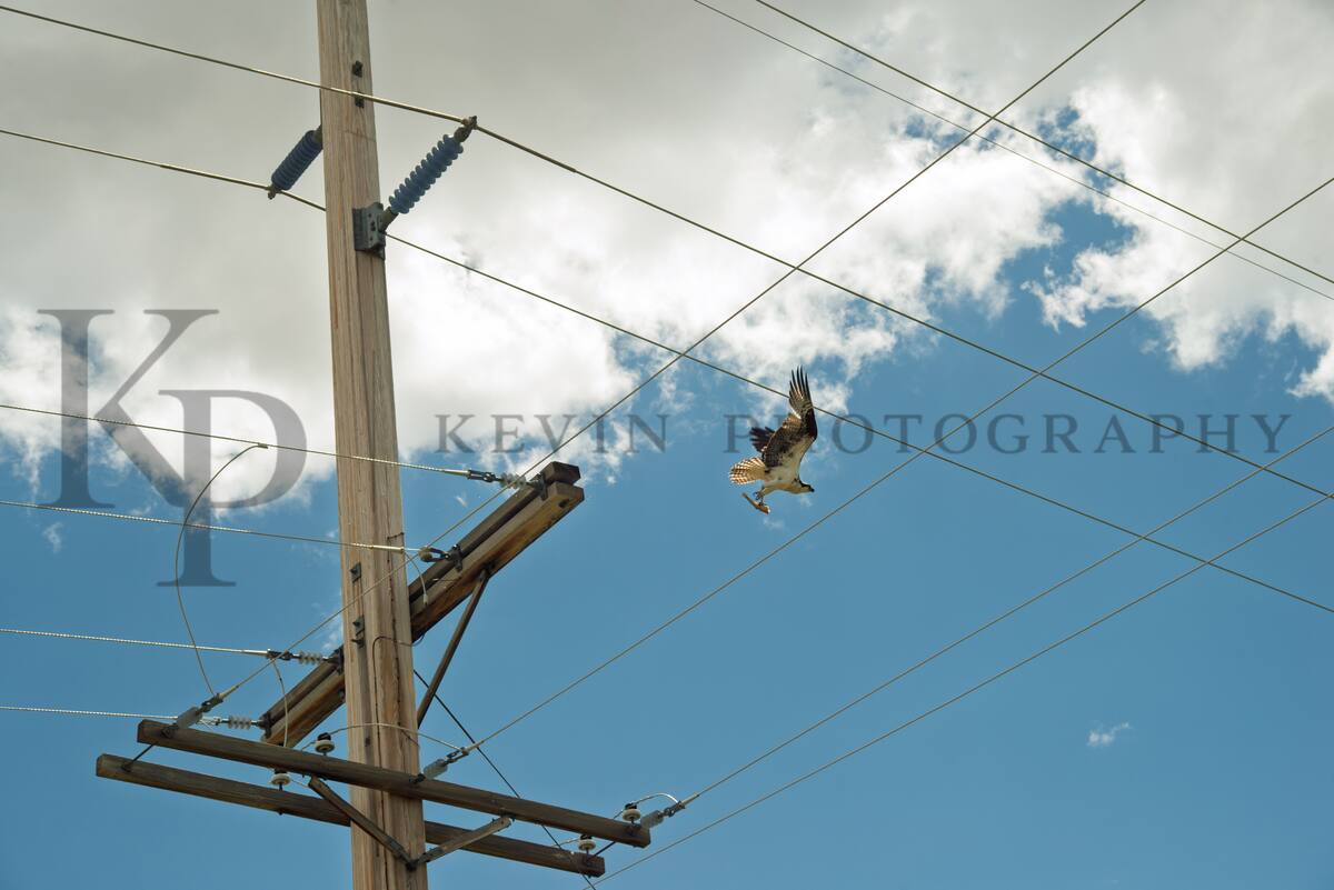 Hawk flying near powerlines under blue sky