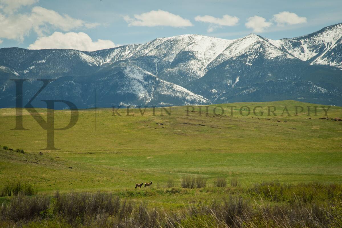 Two elk in a meadow below mountains