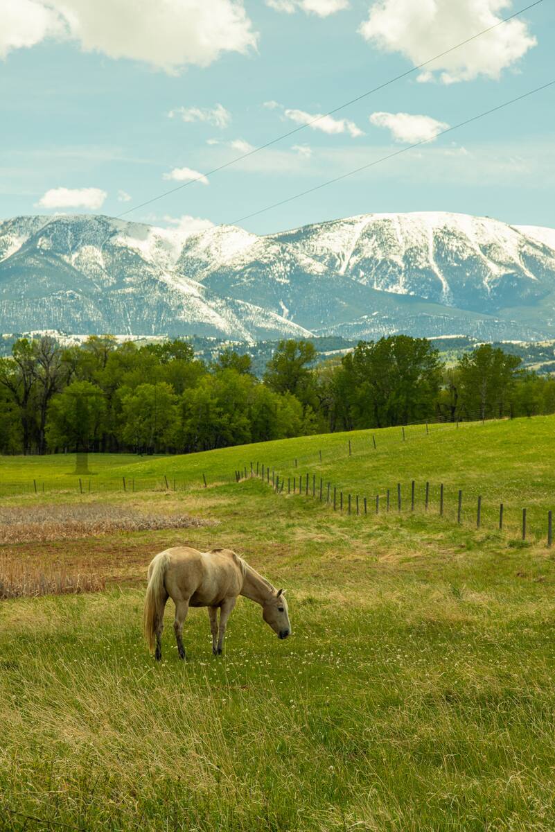 Palomino horse in a spring meadow