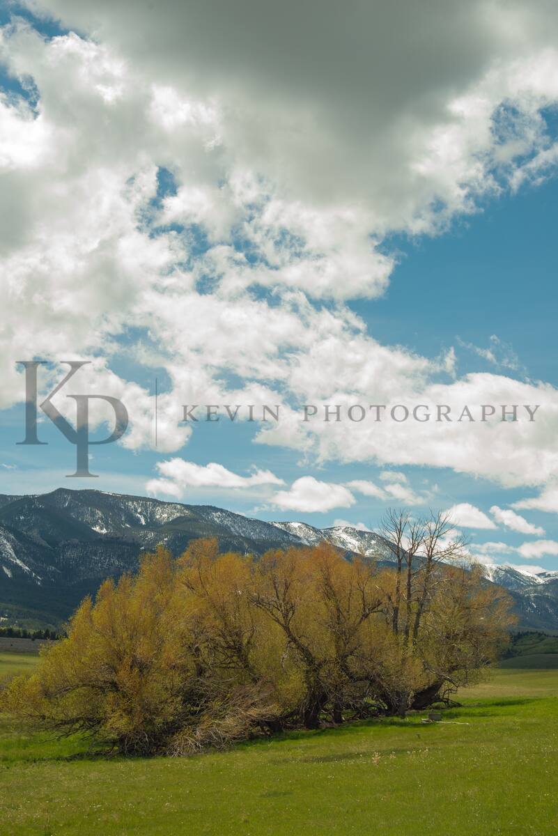 Cottonwoods at mountain edge in Montana